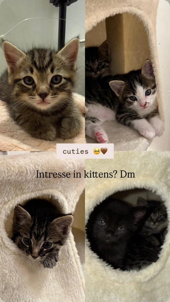 Kittens