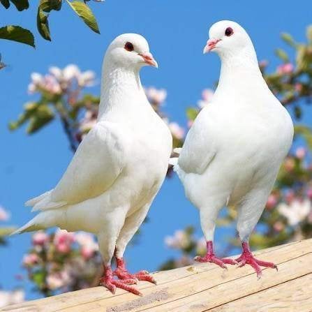 WITTE DUIVEN., Dieren en Toebehoren, Meerdere dieren, Postduif