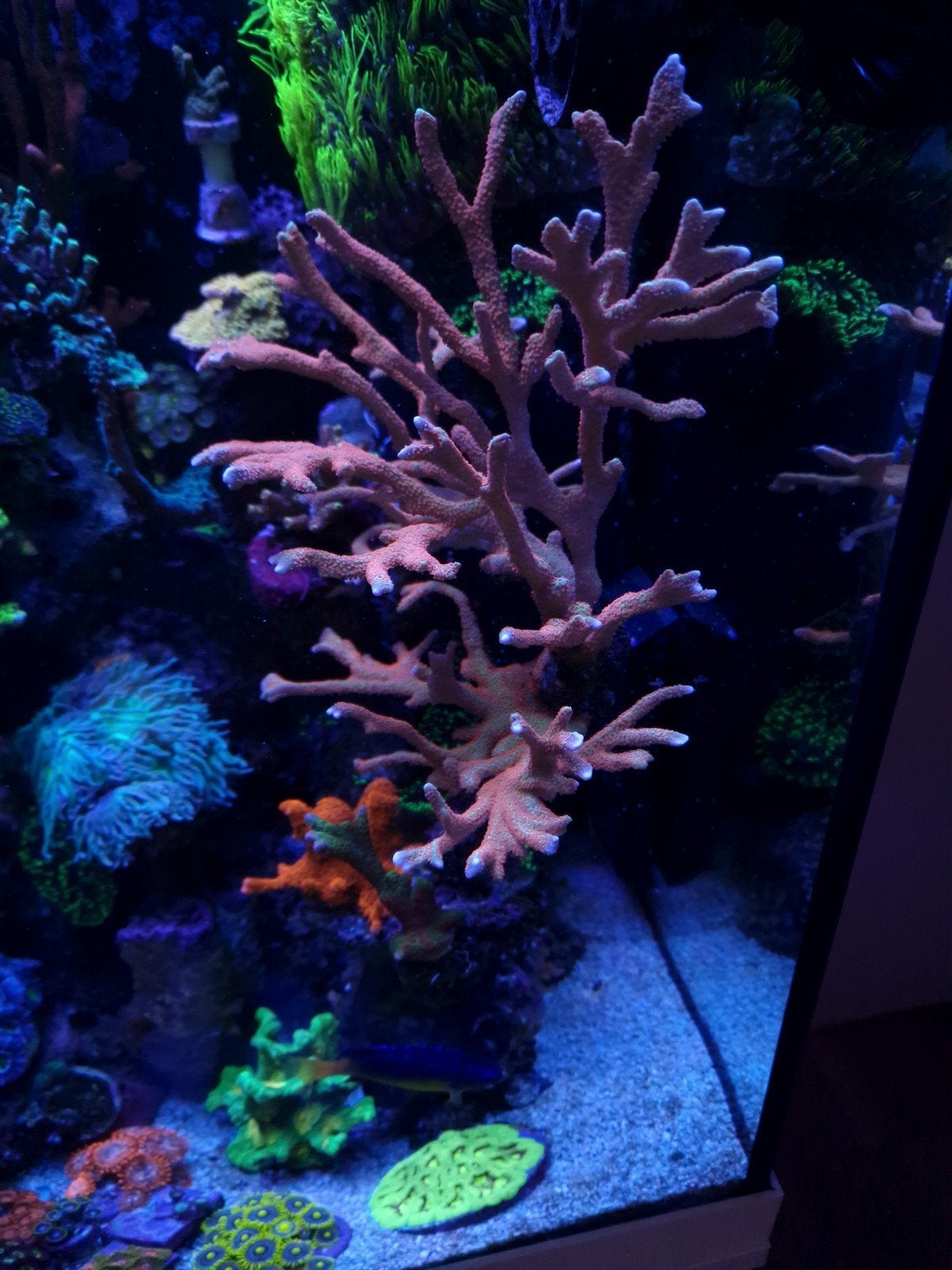 montipora forestfire digitata, Ophalen, Plant(en), Steen of Hout