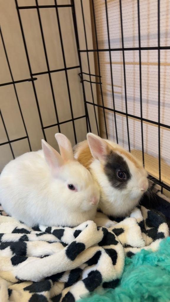 2 lieve konijntjes te koop met kooi!🩷, Dieren en Toebehoren, Konijnen, Vrouwelijk, Middelgroot