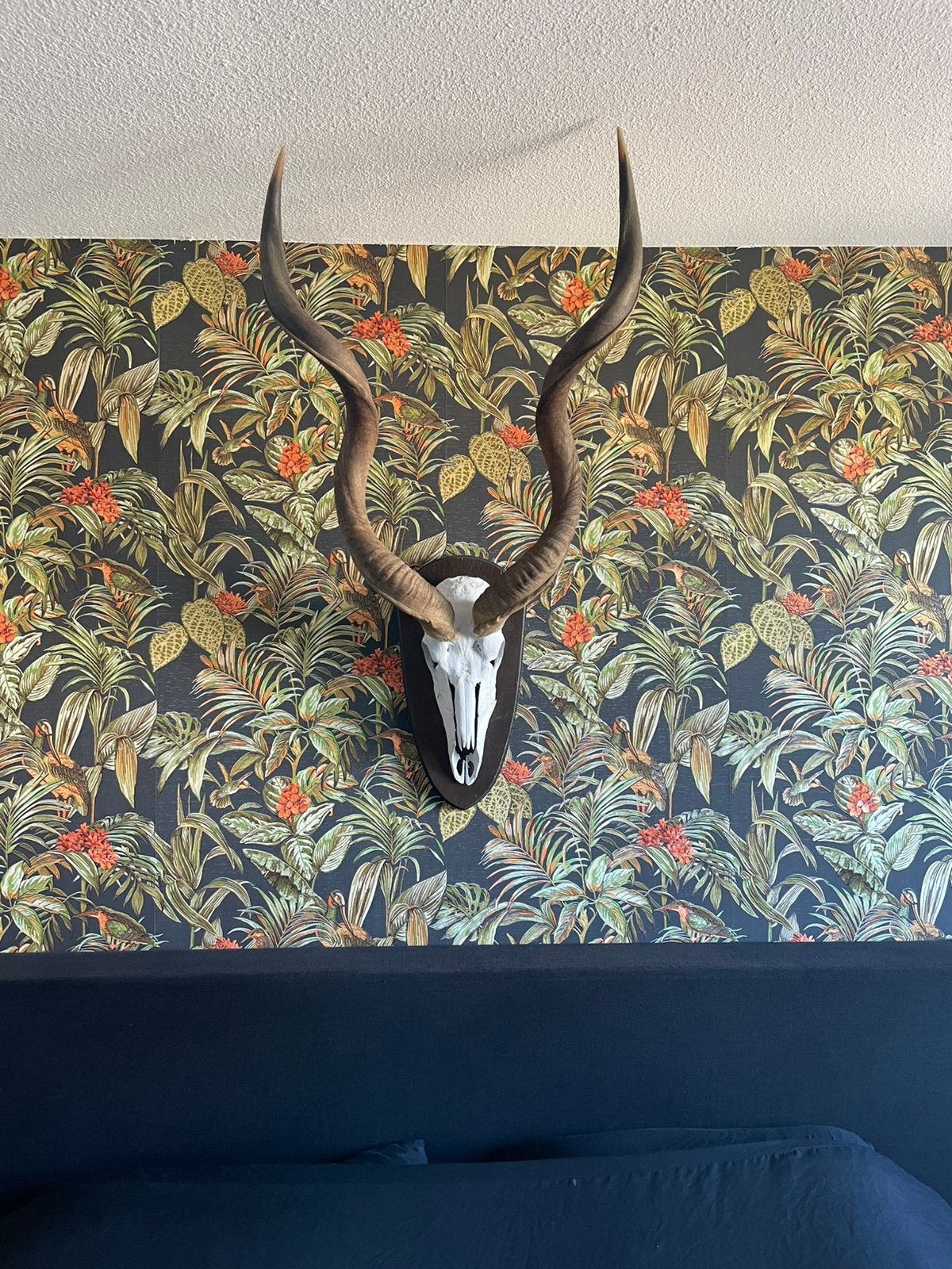 Koedoe (kudu) gewei op schild, Ophalen, Zo goed als nieuw, Hert, Gewei of Kop