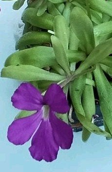Bladstek Pinguicula 'Anna', Huis en Inrichting, Kamerplanten, Bloeiende kamerplant, Ophalen of Verzenden, Overige soorten