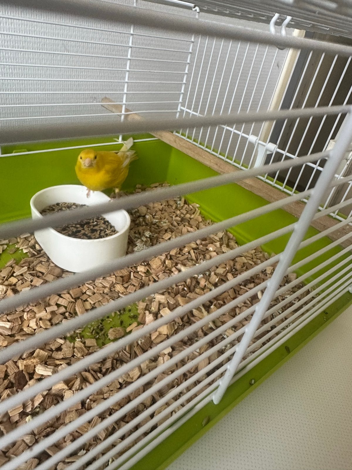 Pop agaat kanarie, Dieren en Toebehoren, Meerdere dieren