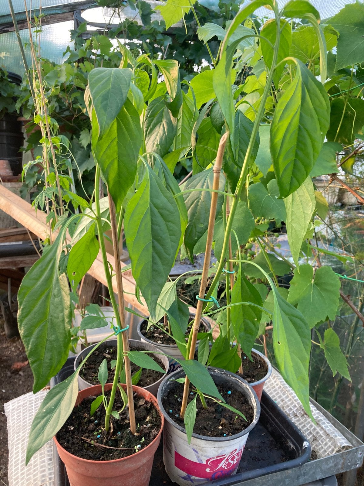 Rawit peper plant, Ophalen, Volle zon, Groenteplanten, Eenjarig