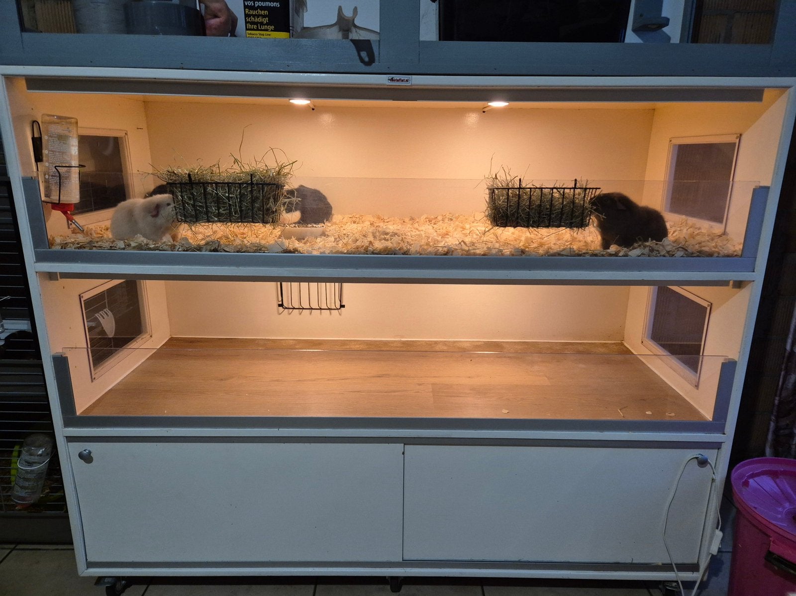 Super grote mooie cavia flat, Ophalen, 90 cm of meer, Hok, Cavia