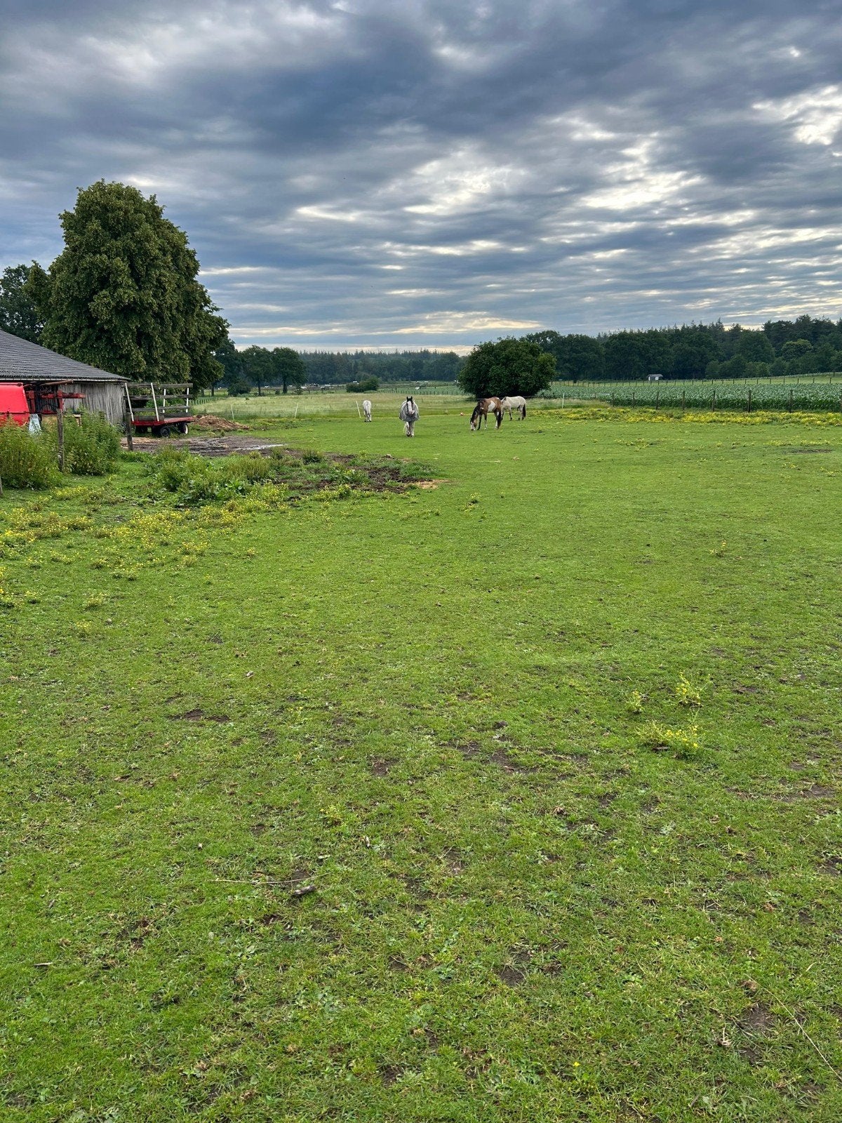 pensionplek per direct beschikbaar!, Dieren en Toebehoren, Stalling en Weidegang, Stalling, 1 paard of pony