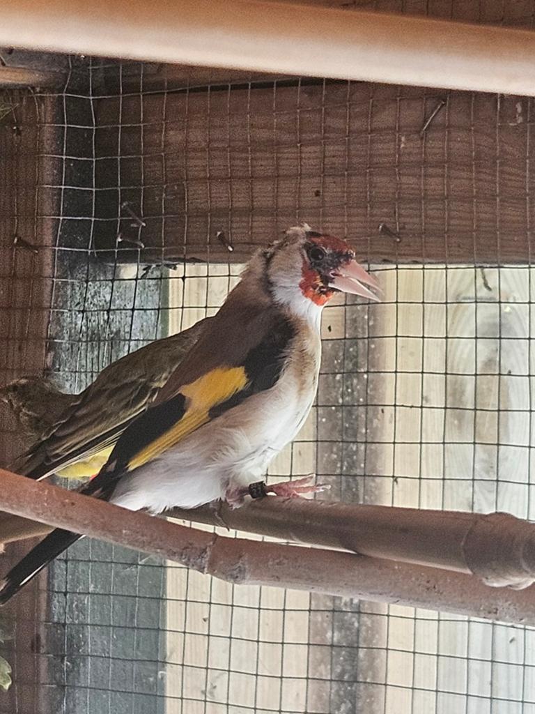 Putter man 2025, Dieren en Toebehoren, Vogels | Overige Vogels, Mannelijk, Wildzangvogel, Geringd
