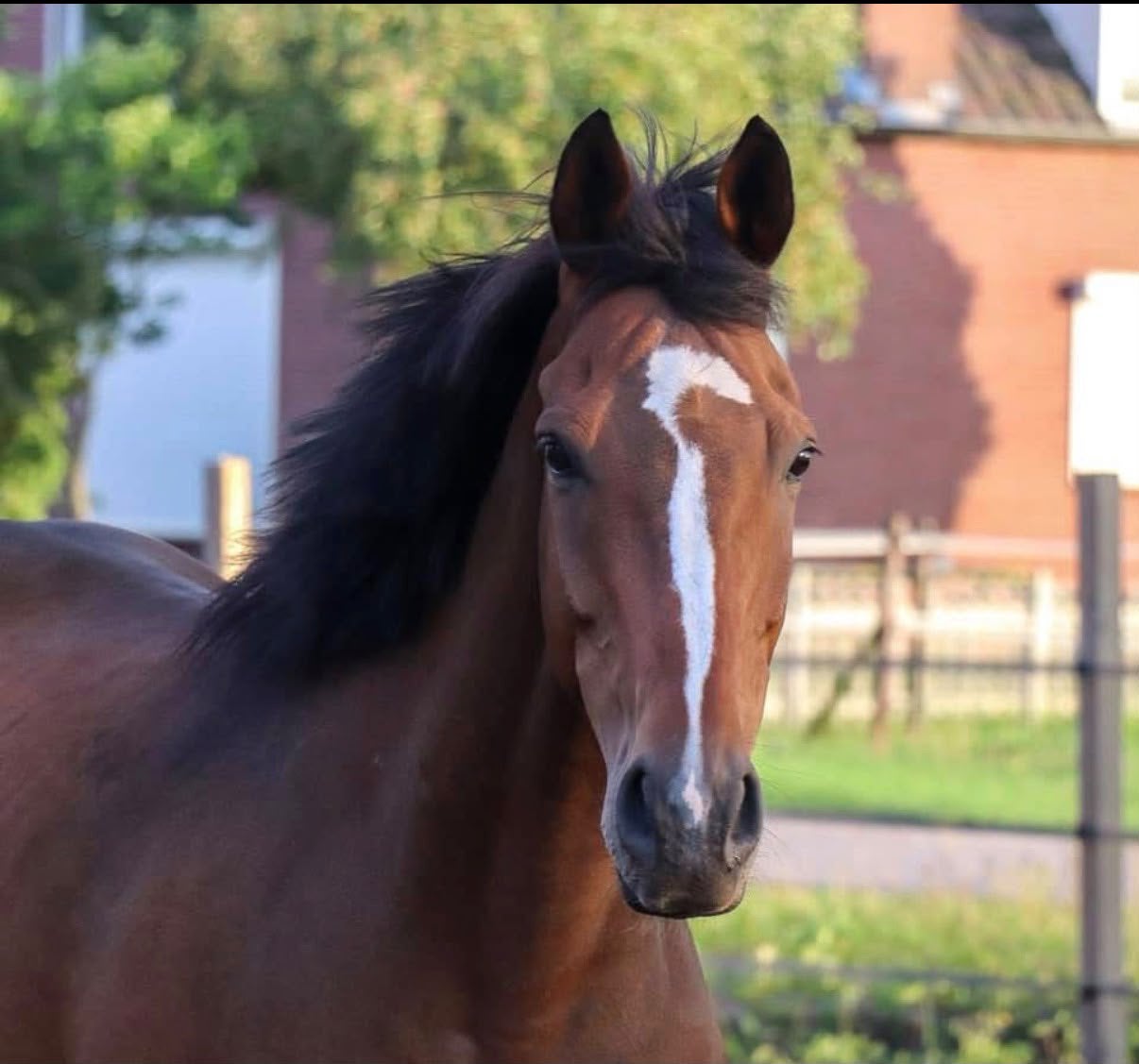 Bruine ruin van Bennfentes, Dieren en Toebehoren, Ruin, Recreatiepaard