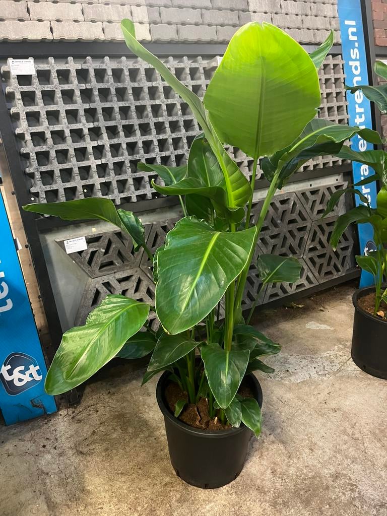Prachtige volle strelitzia– 160 cm – 6-steks, Ophalen, Volle zon