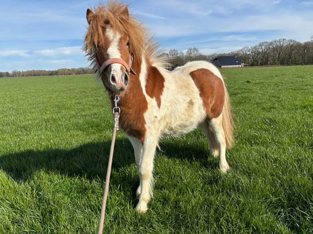 Prachtige bonte Shetlander x Amerikaans mini paard hengst, Hengst, Onbeleerd, A pony (tot 1.17m), 0 tot 2 jaar
