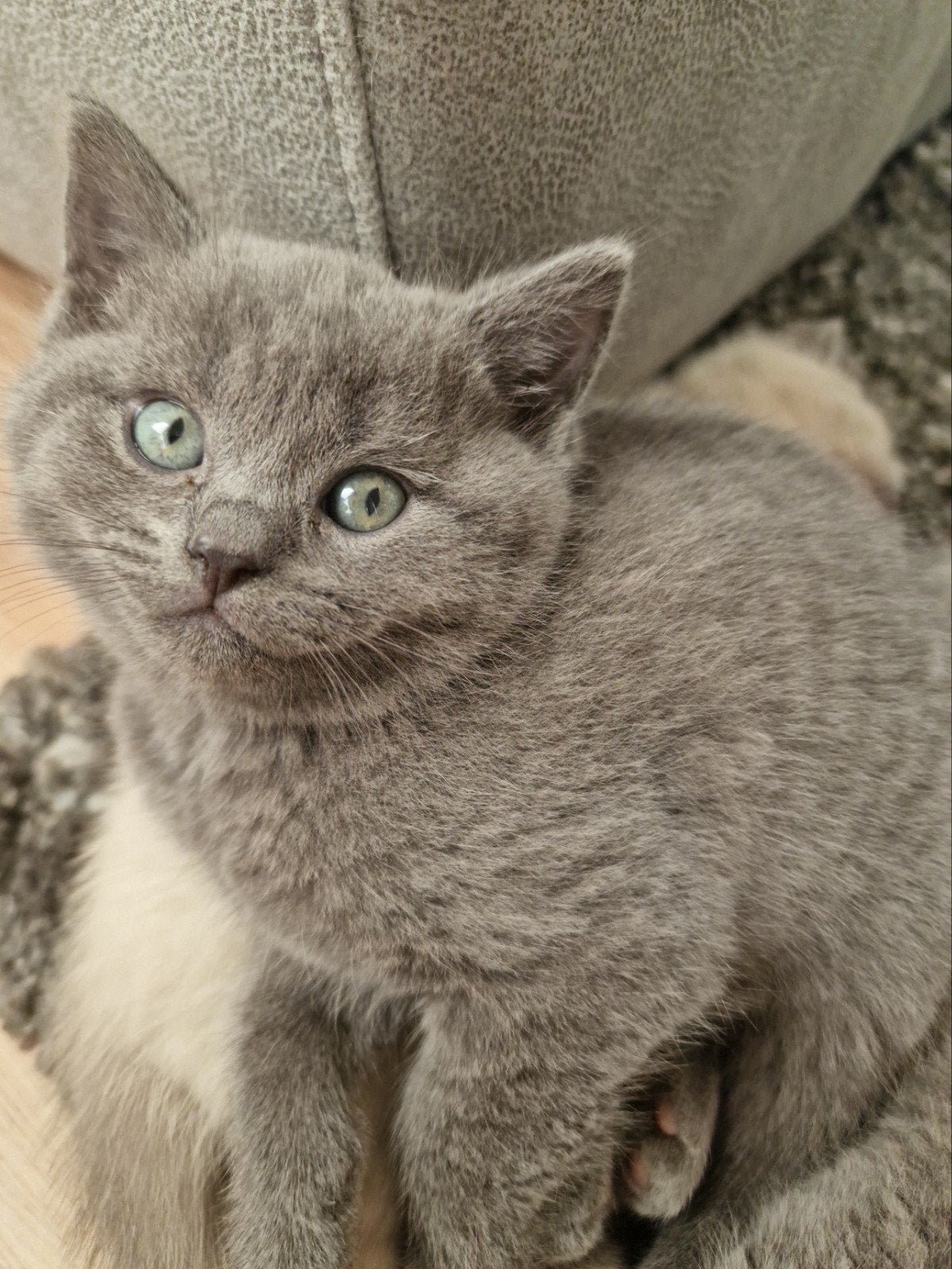 Britse korthaar kittens, Dieren en Toebehoren, Meerdere dieren, Ontwormd