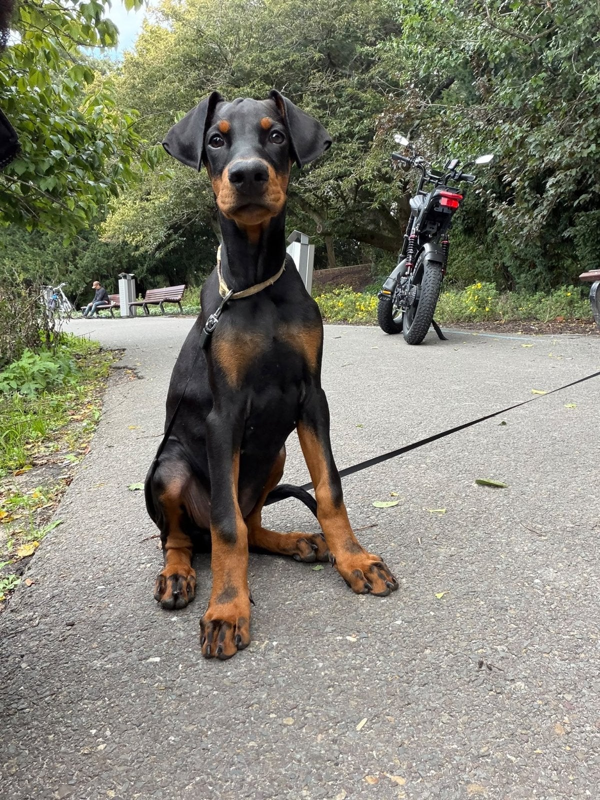 Doberman pup reu, Dieren en Toebehoren, Nederland, CDV (hondenziekte), 8 tot 15 weken, Eén hond