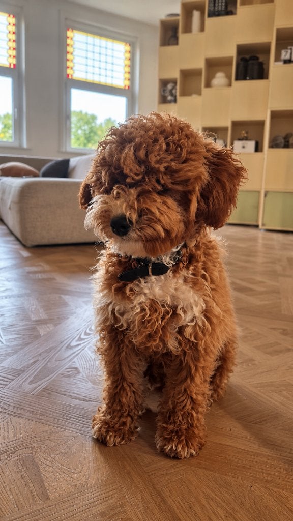Liefdevol thuis gezocht voor midi labradoodle pup 4 maanden, 15 weken tot 1 jaar, Reu, Eén hond, Middel
