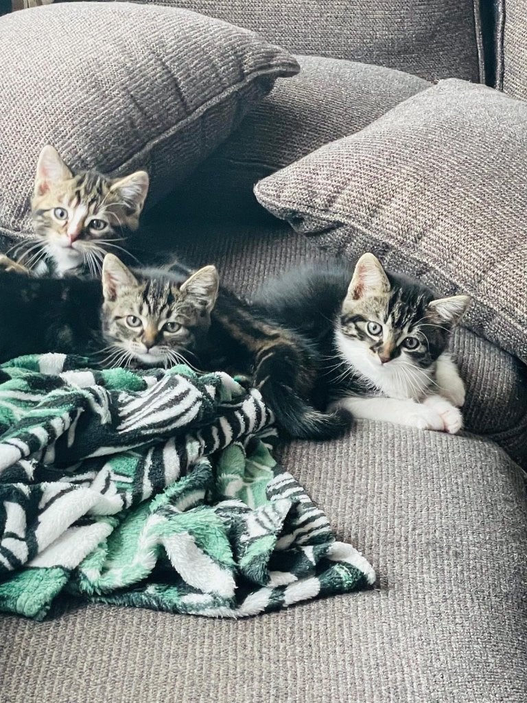 2 kittens, 0 tot 2 jaar
