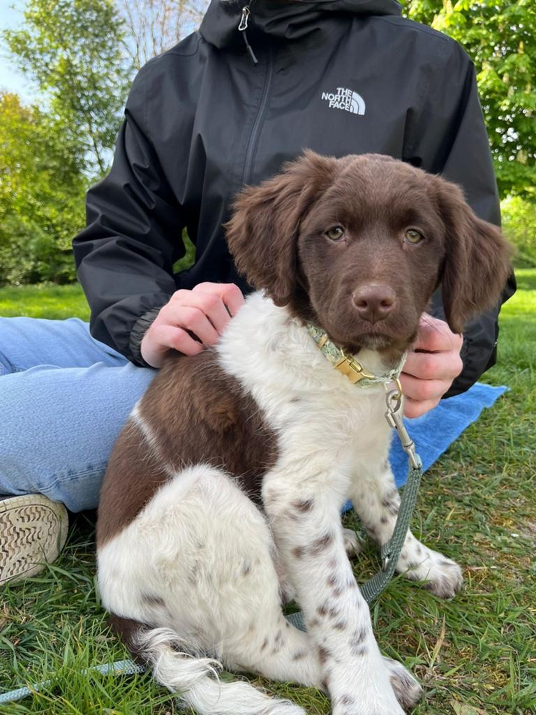 Stabij pup teefje, 15 weken, Dieren en Toebehoren, Honden | Niet-rashonden, 15 weken tot 1 jaar, Teef, Parvo, Eén hond