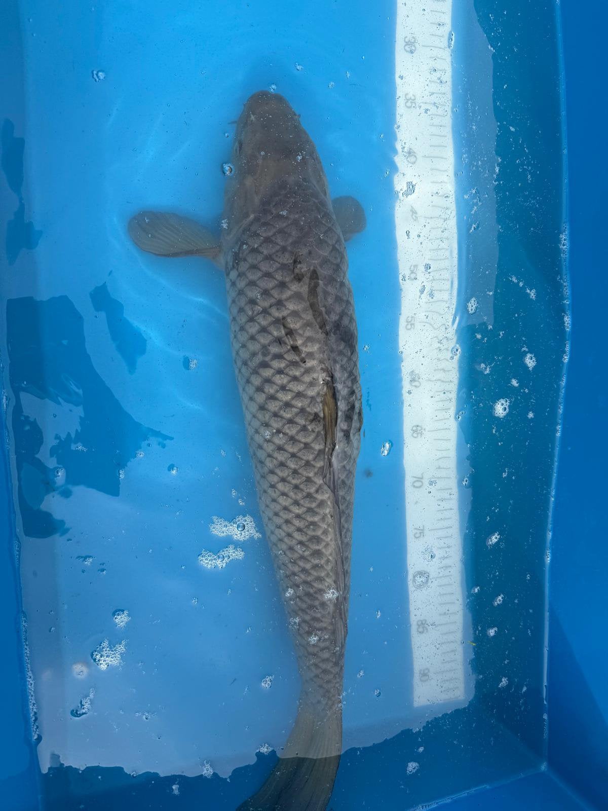 Grote koikarper, Karper of Koi