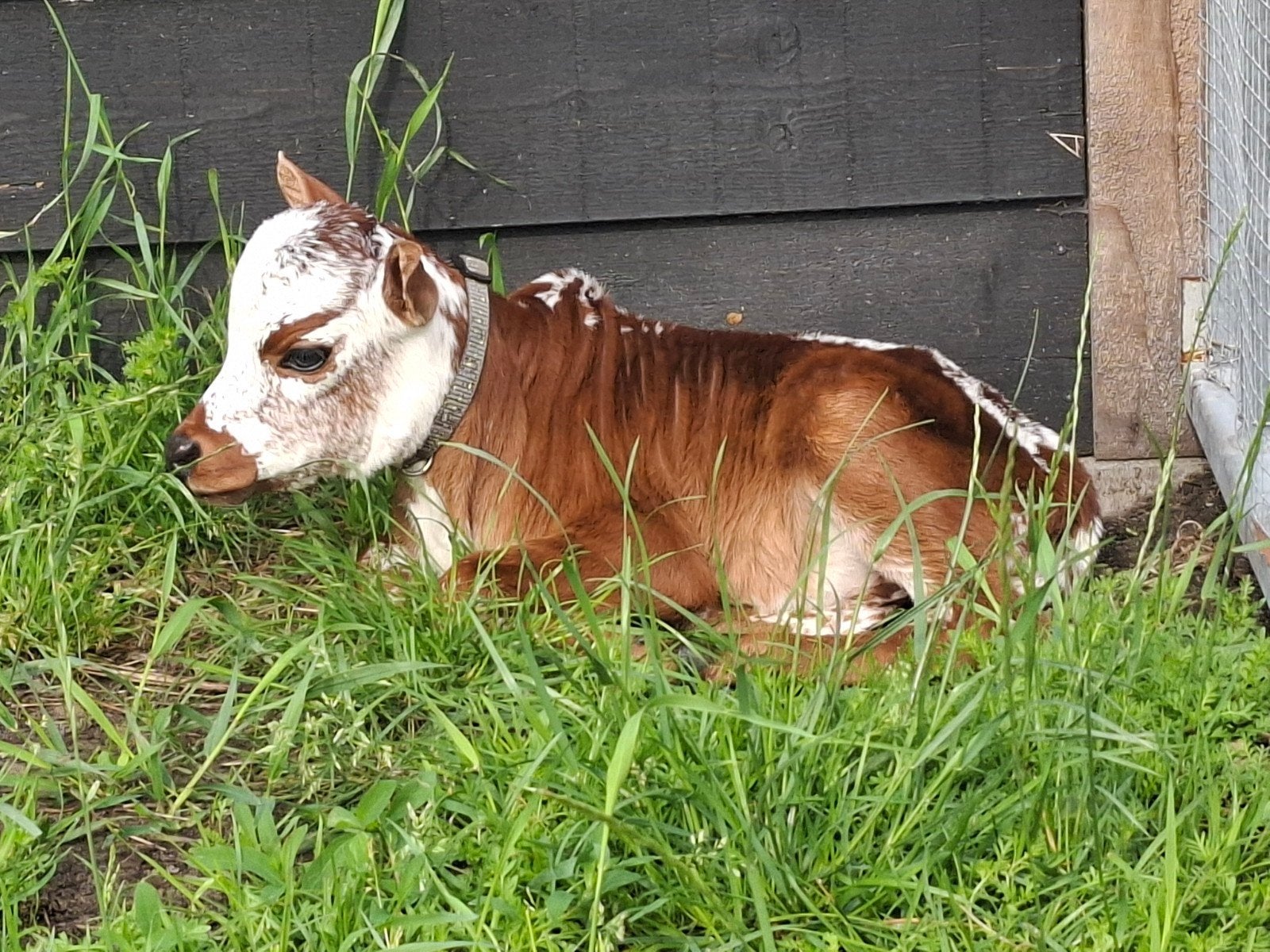 2 Mini zeboe stier kalfjes + zeboe vaars, Meerdere dieren, 0 tot 2 jaar