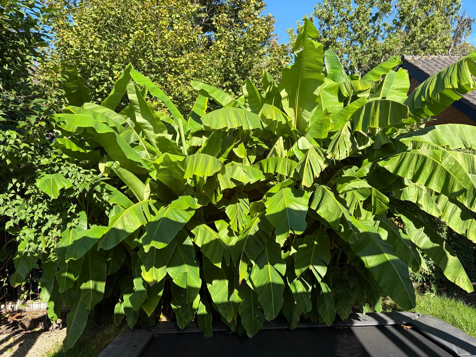 Grote Musa Basjoo Bananenplant- Zelf uitgraven, Volle zon, Vaste plant, Bloeit niet, Ophalen