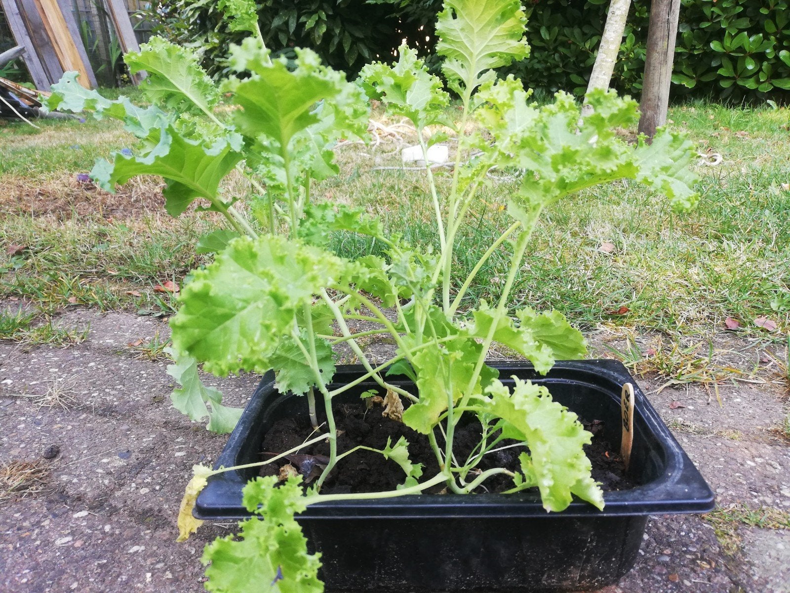 Jonge boerenkoolplantene, Tuin en Terras, Planten | Tuinplanten, Ophalen, Eenjarig, Groenteplanten, Volle zon