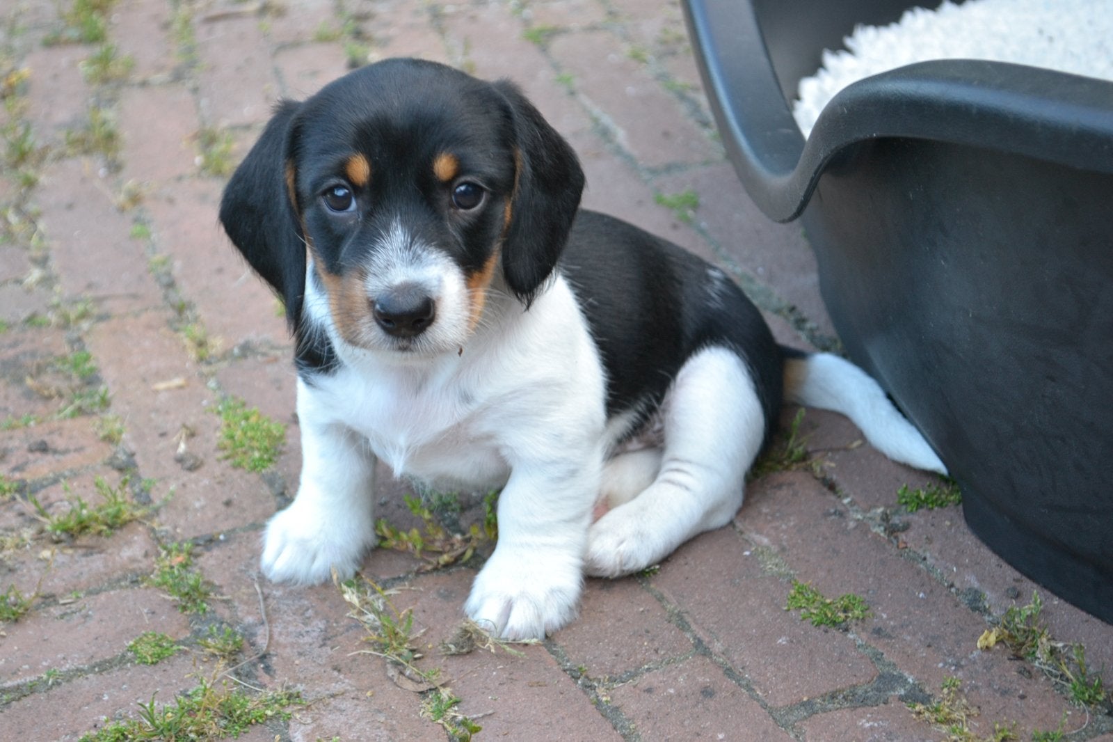 Prachtige Dwerg Teckel Ruwhaar Piebald pups, Parvo, 8 tot 15 weken, Dwerg, Meerdere dieren