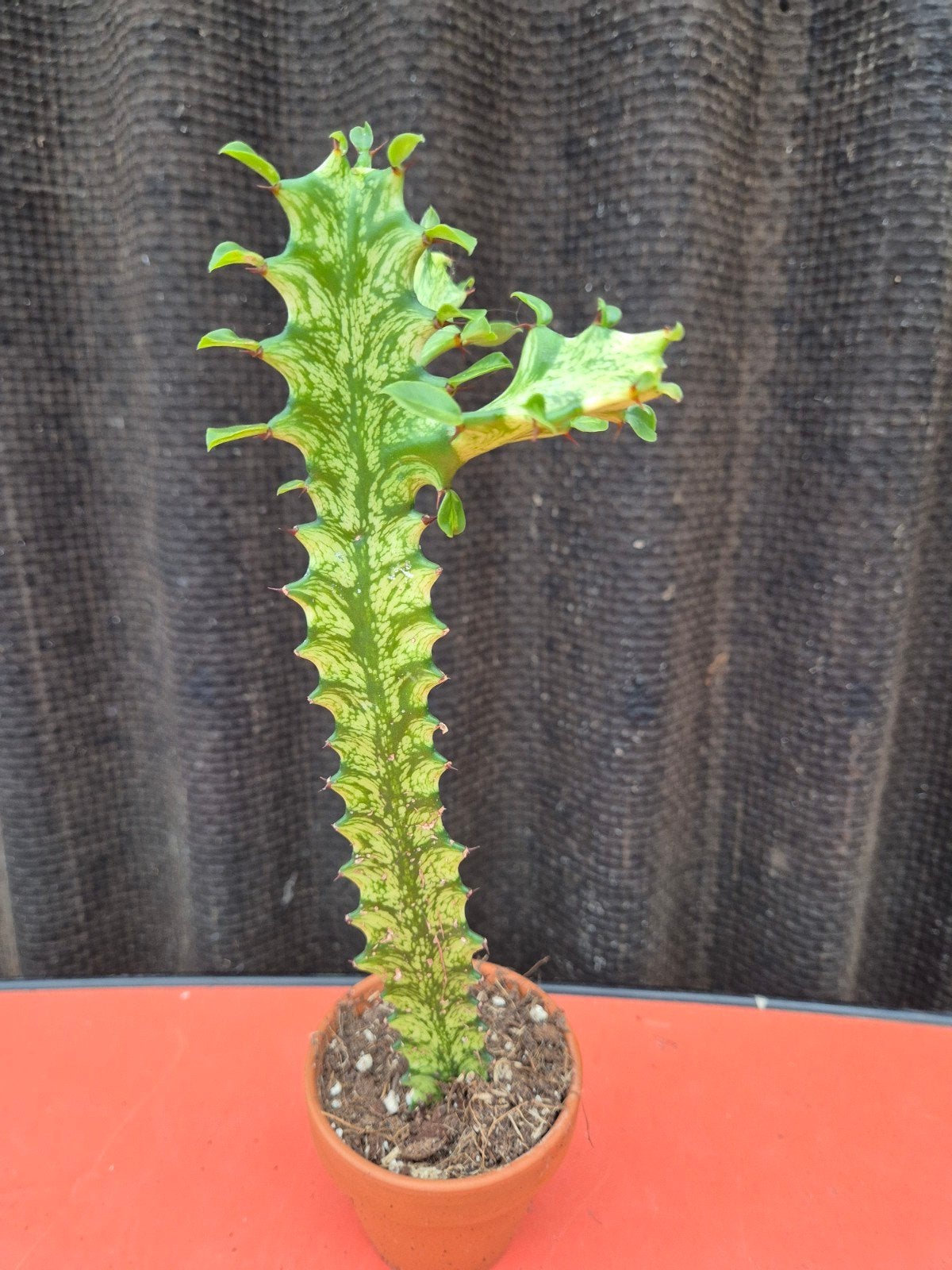 Euphorbia Lactea Variegata p8 (2)