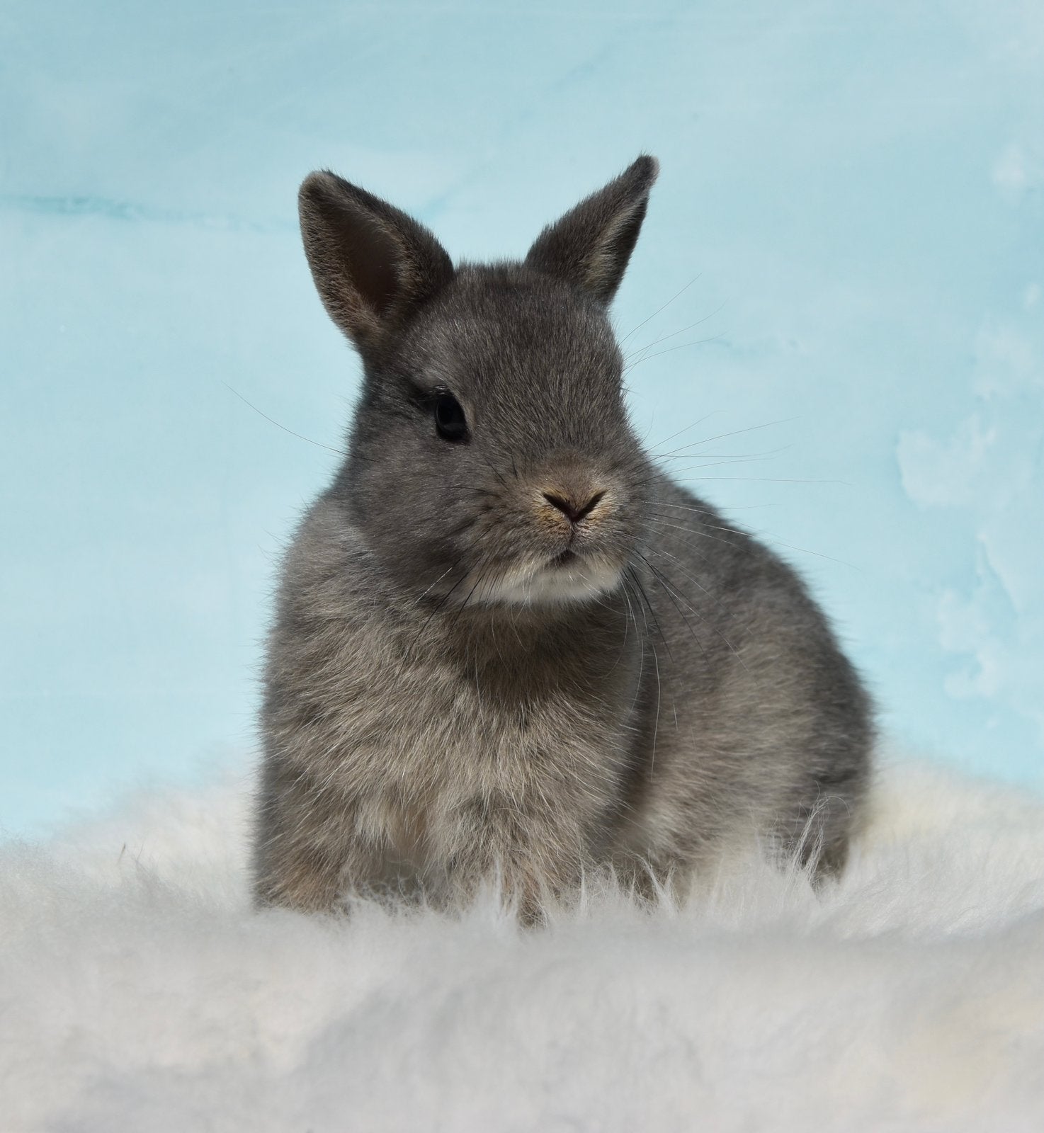 Superknap en lief kleurdwergje rammetje, Dieren en Toebehoren, Konijnen, Mannelijk, Dwerg