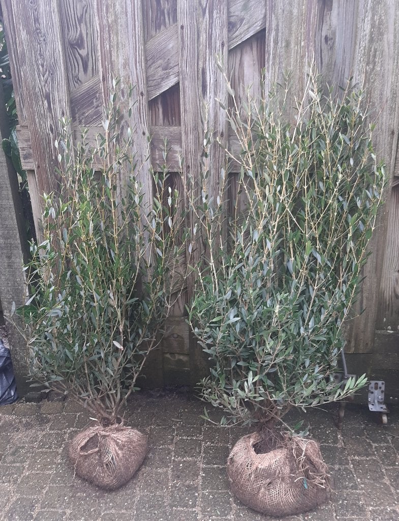Steenlinde Phillyrea angustifolia 80/100 Groenblijvende haag, Tuin en Terras, Ophalen, Overige soorten, Haag, Minder dan 100 cm