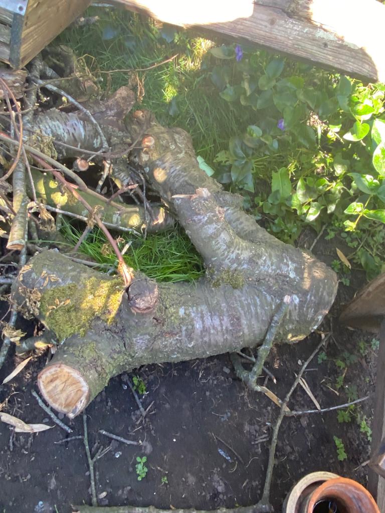 Gratis kersenhout voor de kachel, Tuin en Terras, Minder dan 3 m³, Ophalen