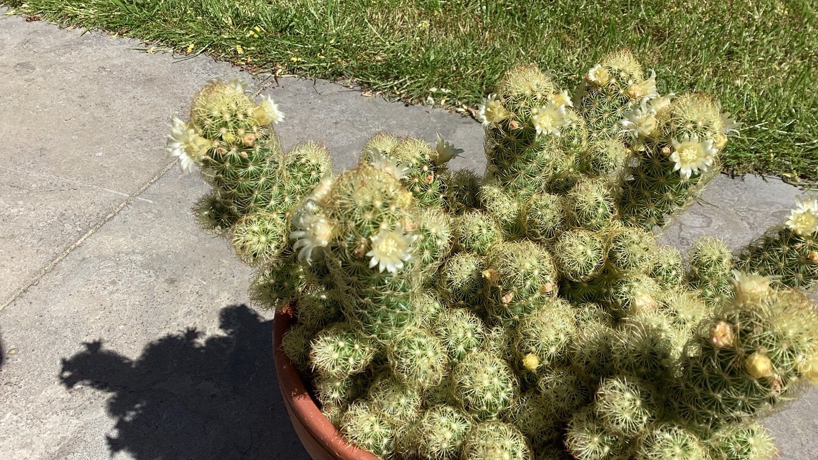 Mooie cactus Bloeit met kleine gele bloemetjes, Tuin en Terras, Planten | Tuinplanten, Ophalen, Overige soorten, Volle zon