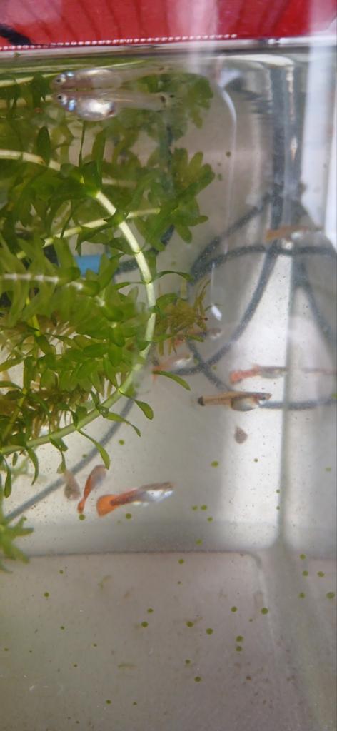 Mooie guppen tekoop zijn ongeveer 4 maanden  oud, Dieren en Toebehoren, Vissen | Aquariumvissen, Vis