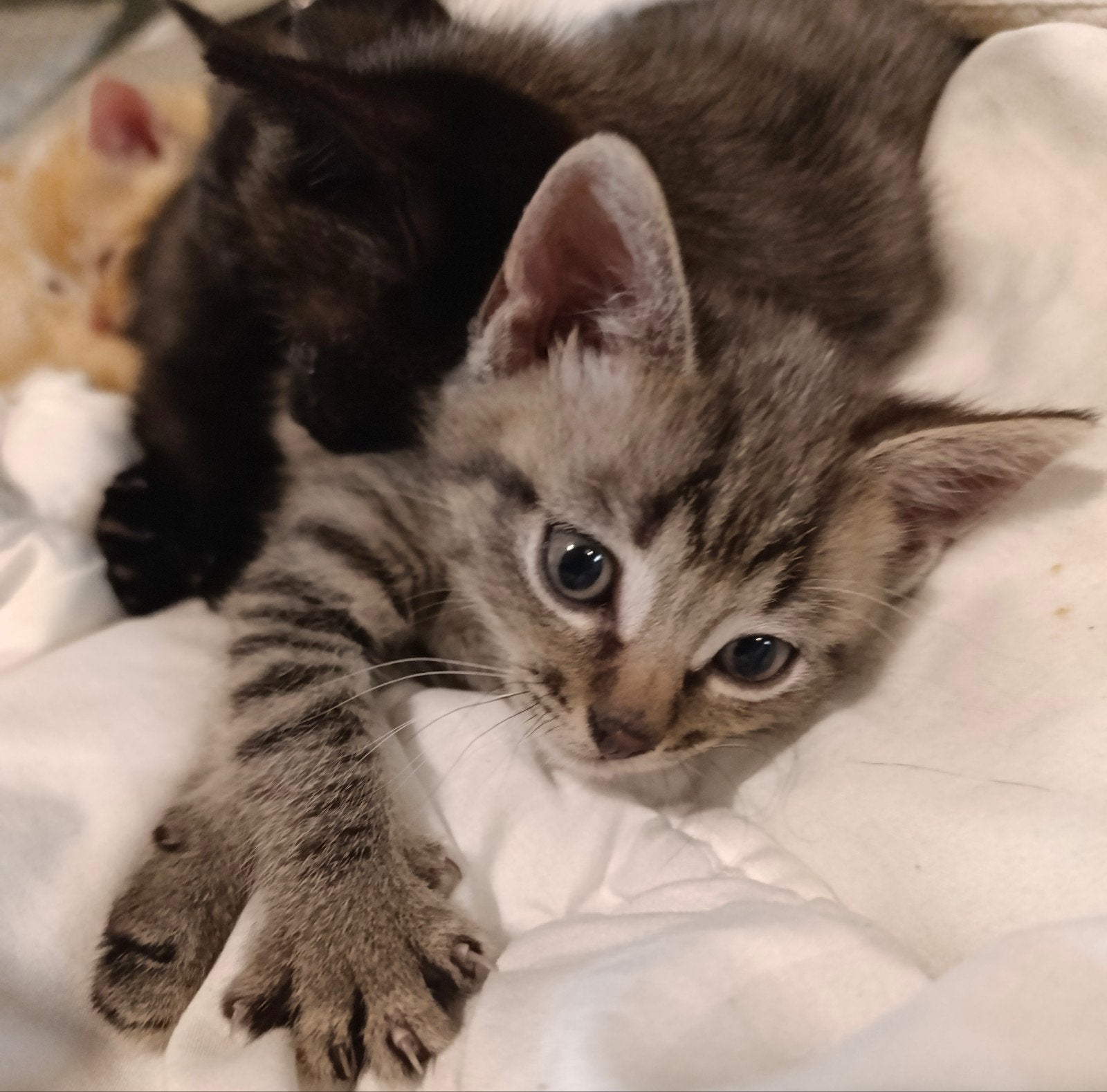 4 Lieve kittens te koop | Katers en poesjes | Cypers, Dieren en Toebehoren, Katten en Kittens | Overige Katten, Meerdere dieren