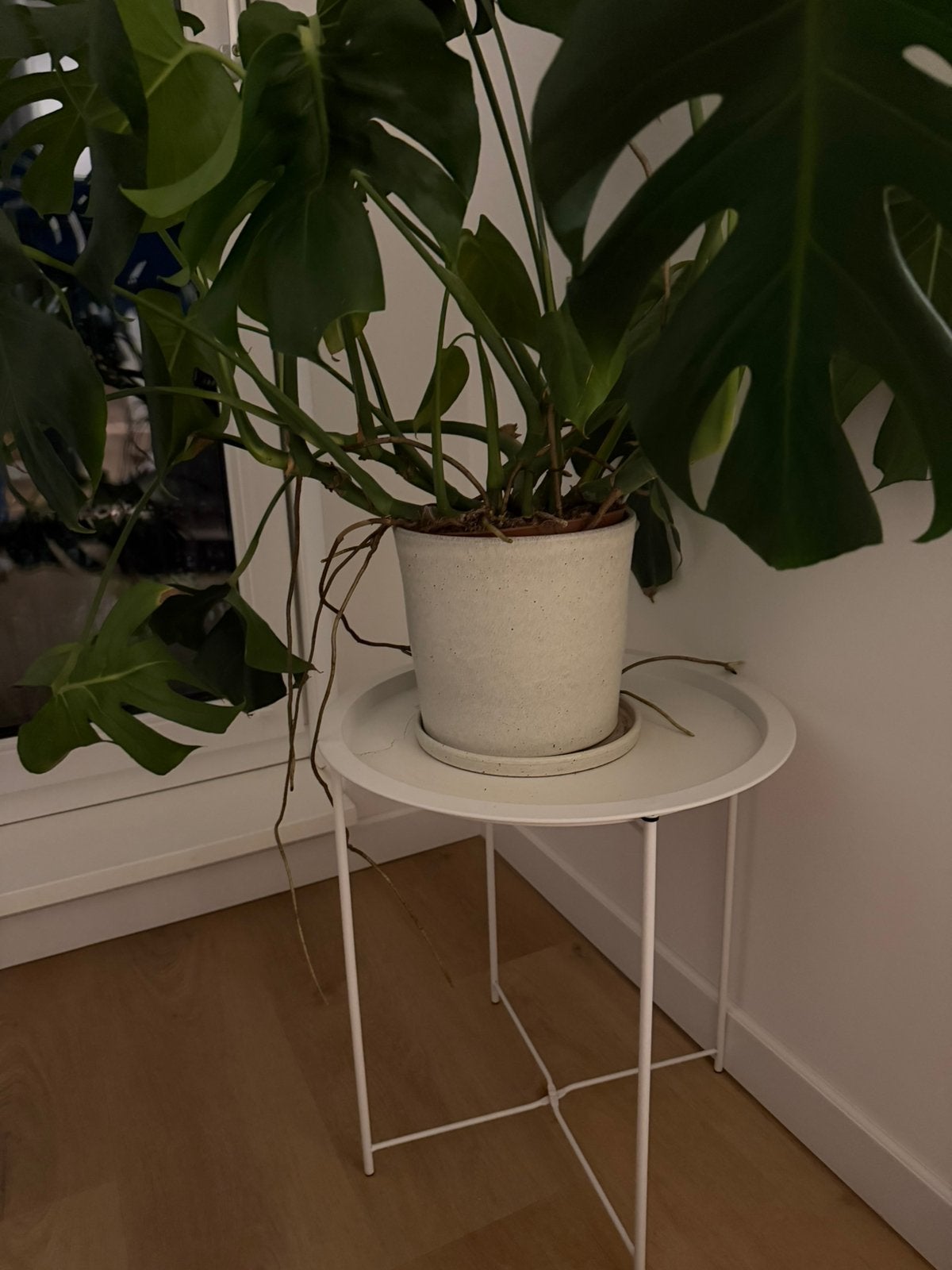 Monstera + pot en tafeltje, Ophalen, Halfschaduw, Minder dan 100 cm