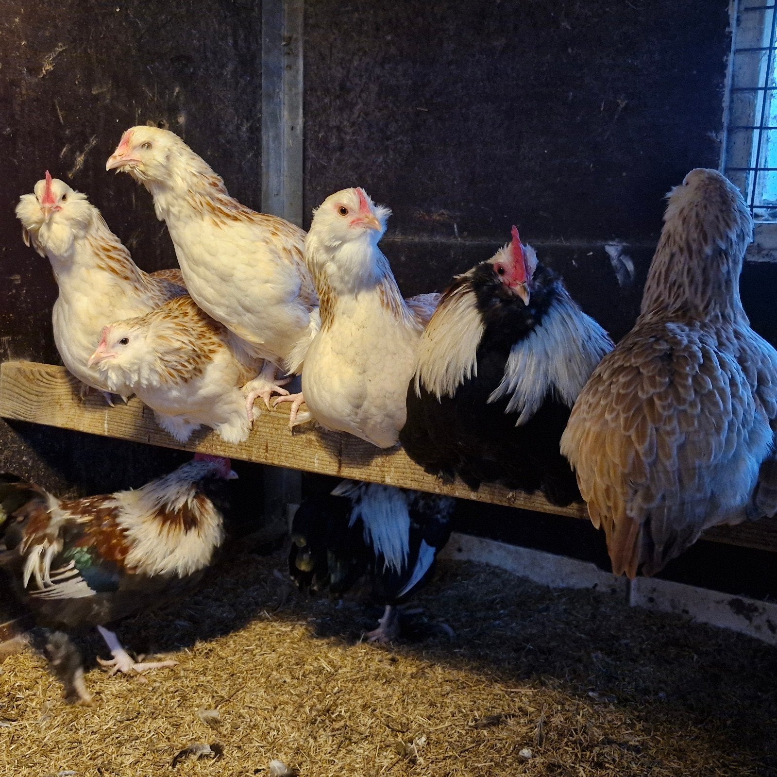 Faverolles kriel 1-4, Dieren en Toebehoren, Pluimvee, Meerdere dieren, Kip