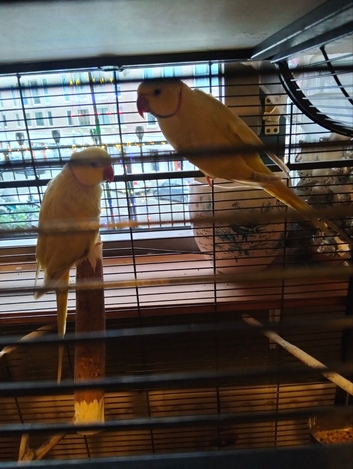 2 halsband parkieten, Dieren en Toebehoren, Mannelijk, Bastaard