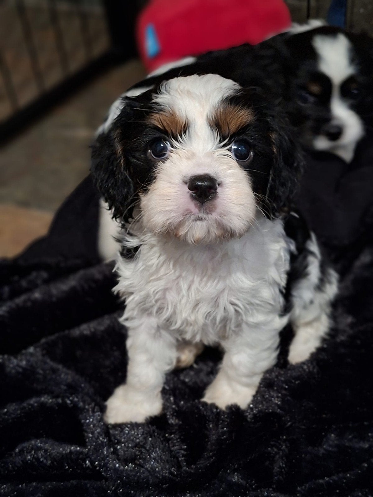Cavalier King Charles pups, Parvo, Overige rassen, 8 tot 15 weken, Meerdere dieren