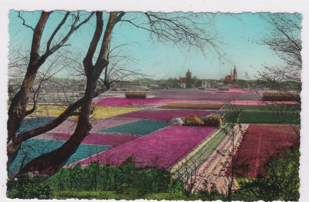 GA1535 Hollands Bollenvelden Noord-Holland, Verzamelen, Ansichtkaarten | Nederland, Verzenden, 1940 tot 1960, Ongelopen, Noord-Holland