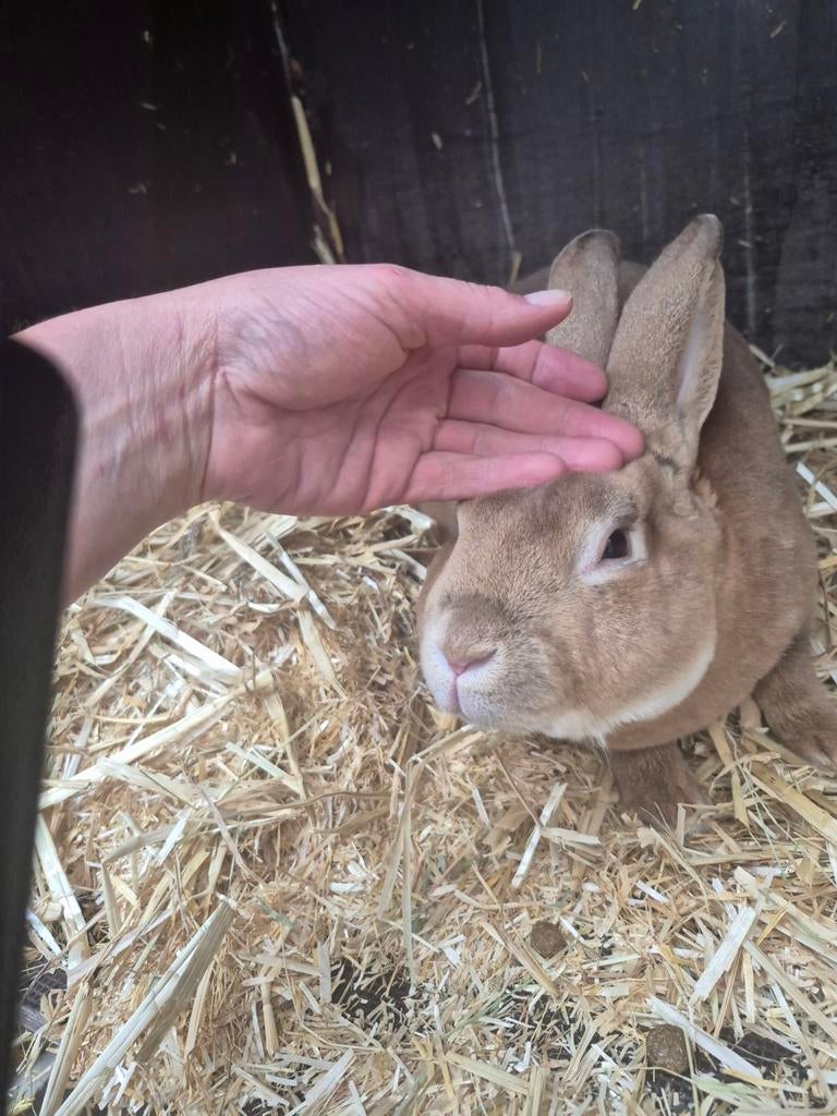 Standaard rex konijn, Dieren en Toebehoren, Konijnen, Mannelijk