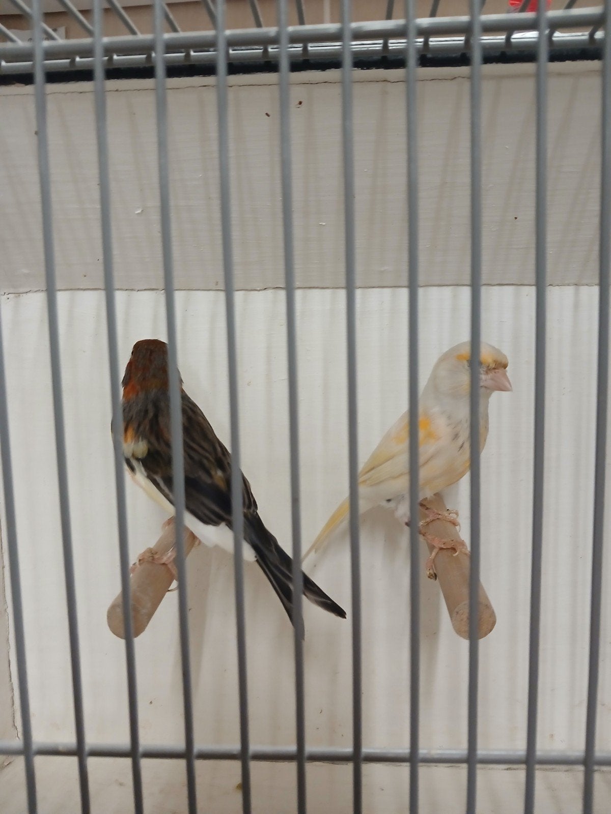 Koppel kanaries, Dieren en Toebehoren, Vogels | Kanaries, Meerdere dieren, Kleurkanarie