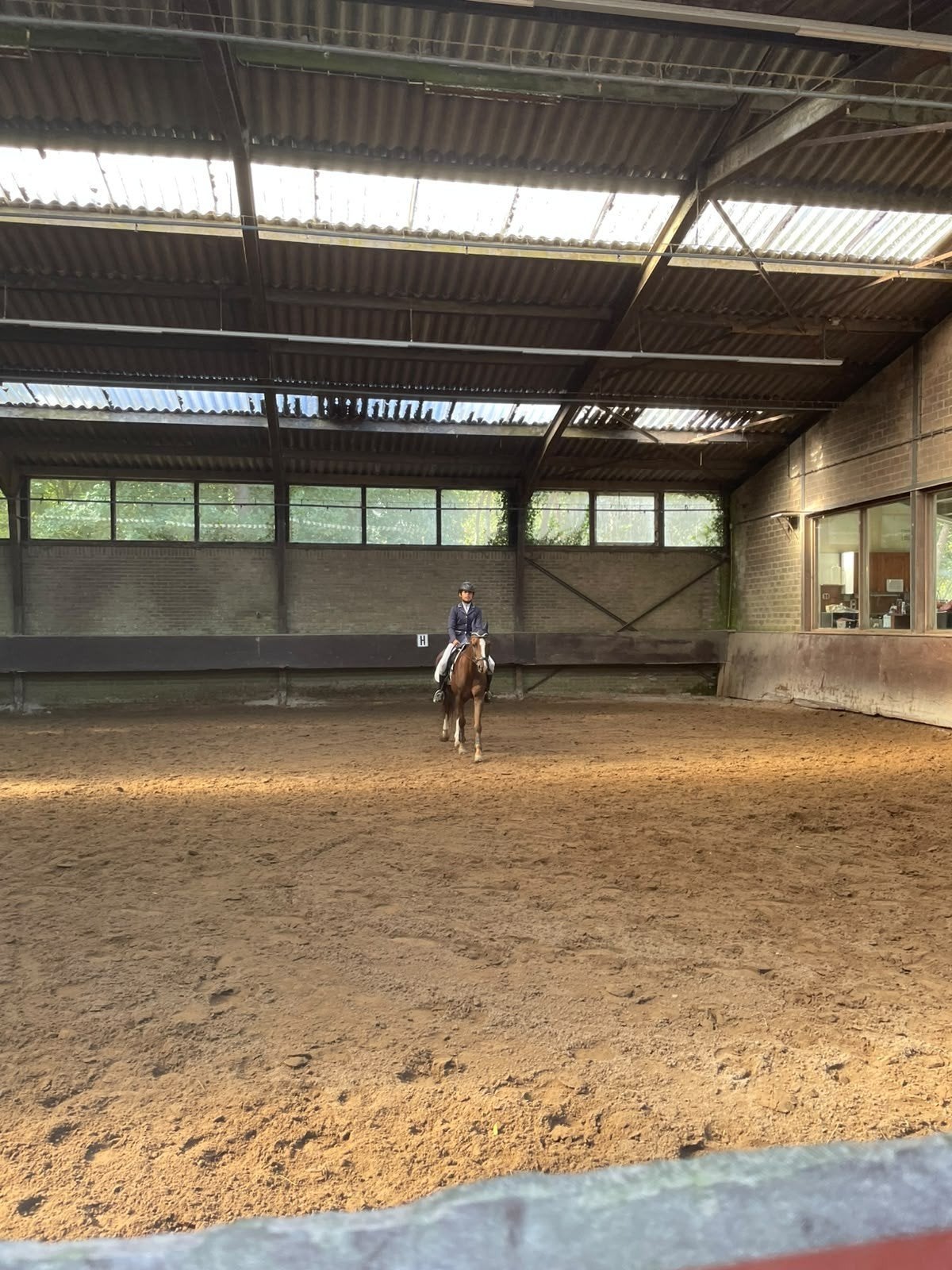 Verzorgpony herfstvakantie gezocht! / bijrijder aangeboden, Ophalen of Verzenden, Nieuw