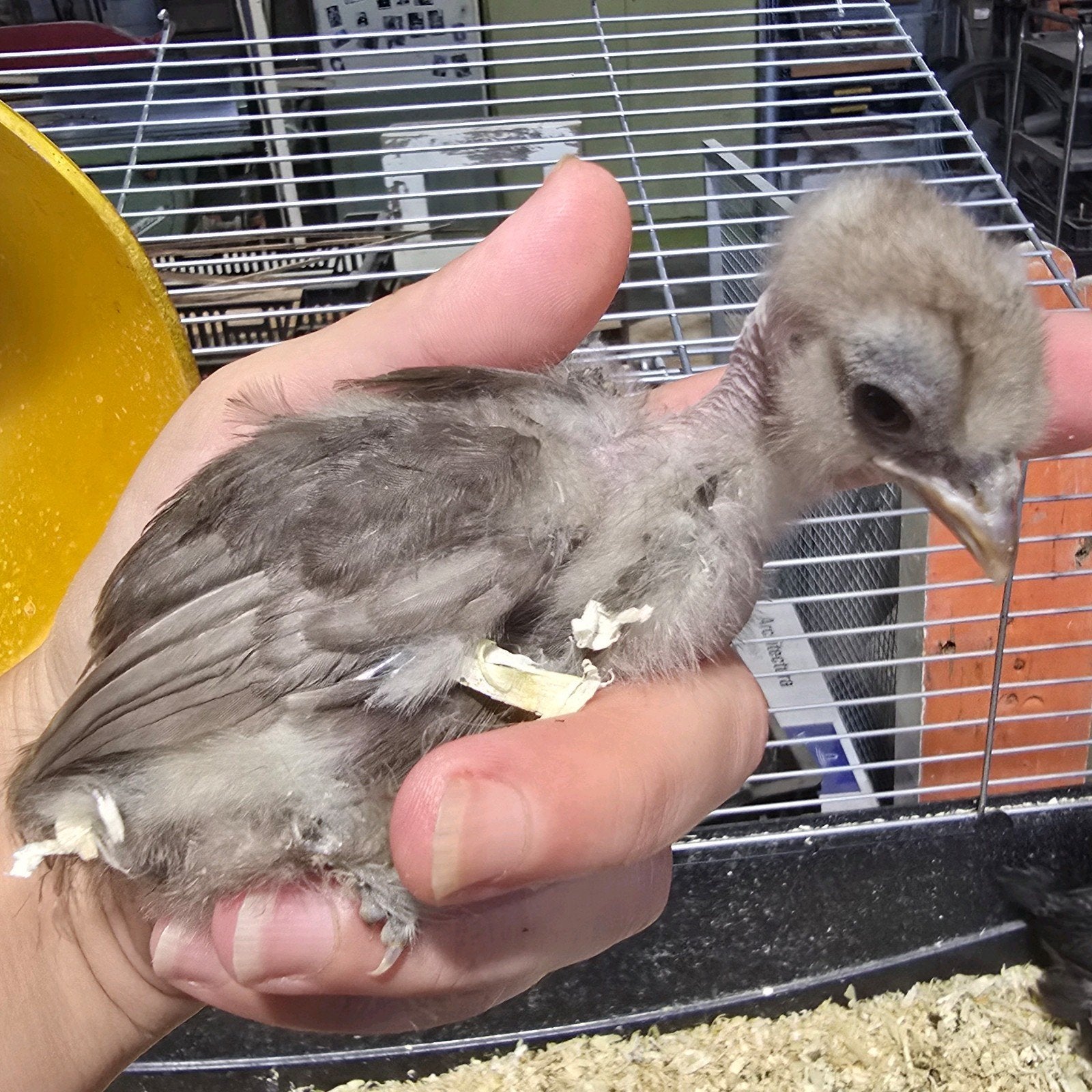 enkele zijdehoen kuikens, Dieren en Toebehoren, Meerdere dieren, Kip