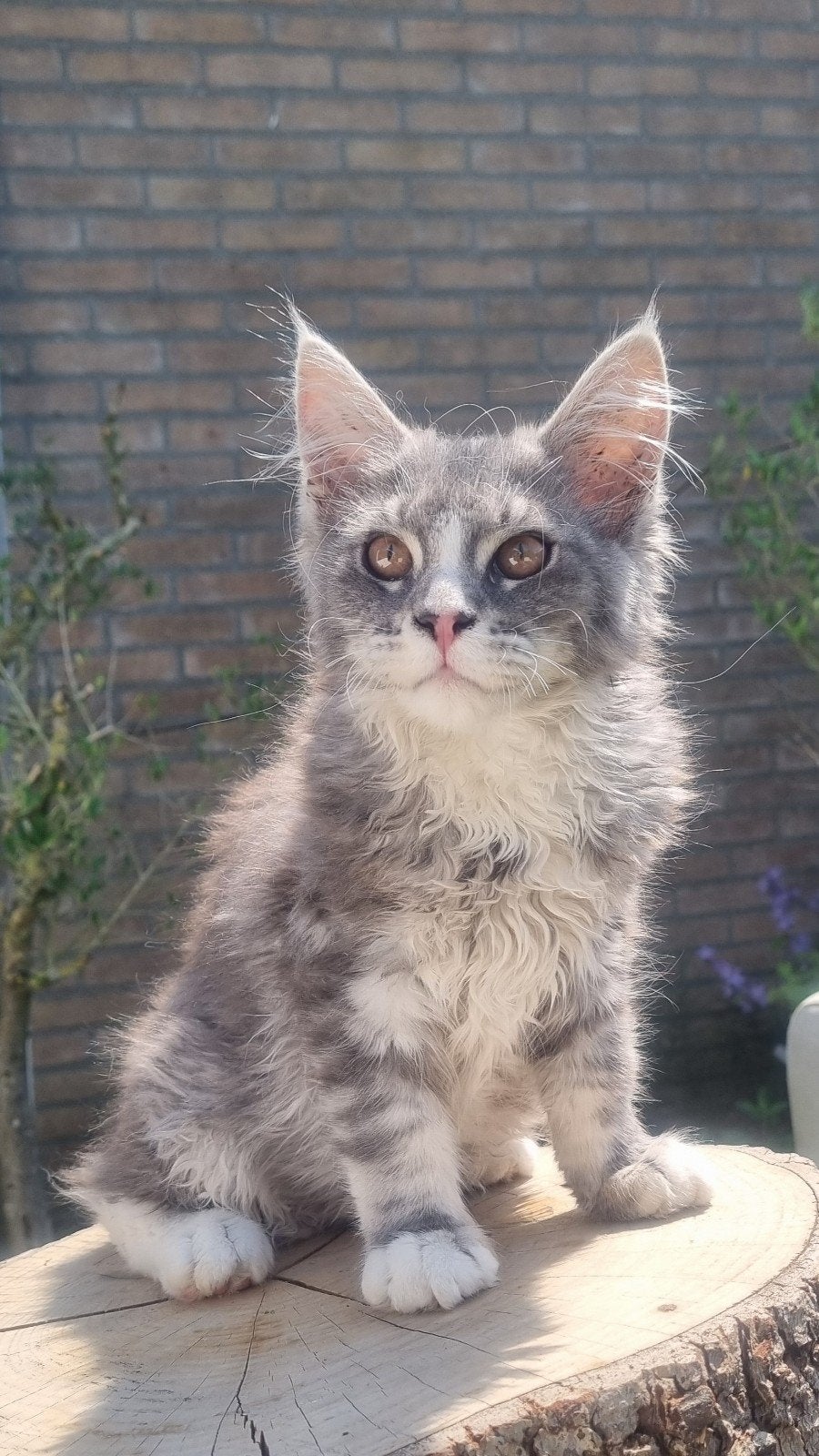 Schitterend Maine Coon poesje beschikbaar, Dieren en Toebehoren, Poes, Met stamboom, 0 tot 2 jaar