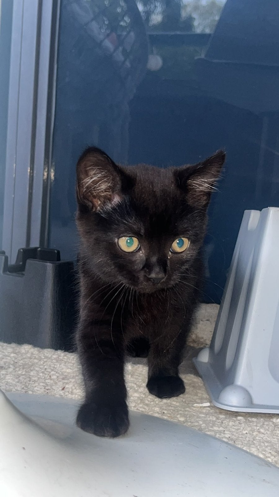 Britse Korthaar Kittens, Dieren en Toebehoren, Meerdere dieren, Kortharig, 0 tot 2 jaar