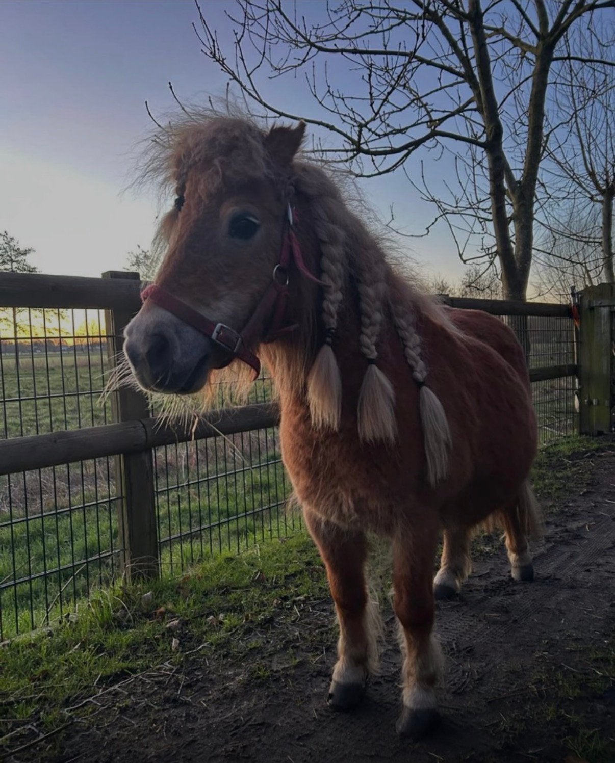 Mooie knuffelige shetlandermerrie (vos), Dieren en Toebehoren, Merrie, Met stamboom, Zadelmak, A pony (tot 1.17m)
