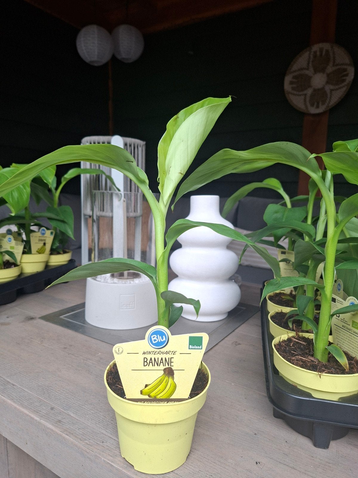 Winterharde Bio bananenplant 35/40cm, Ophalen, Overige soorten, Volle zon