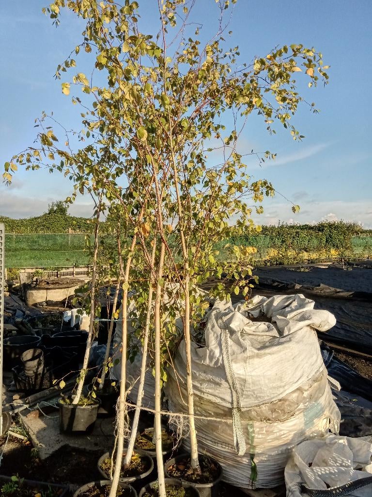 Berken in pot, Tuin en Terras, Planten | Bomen, Bloeit niet, Halfschaduw, Overige soorten, 250 tot 400 cm