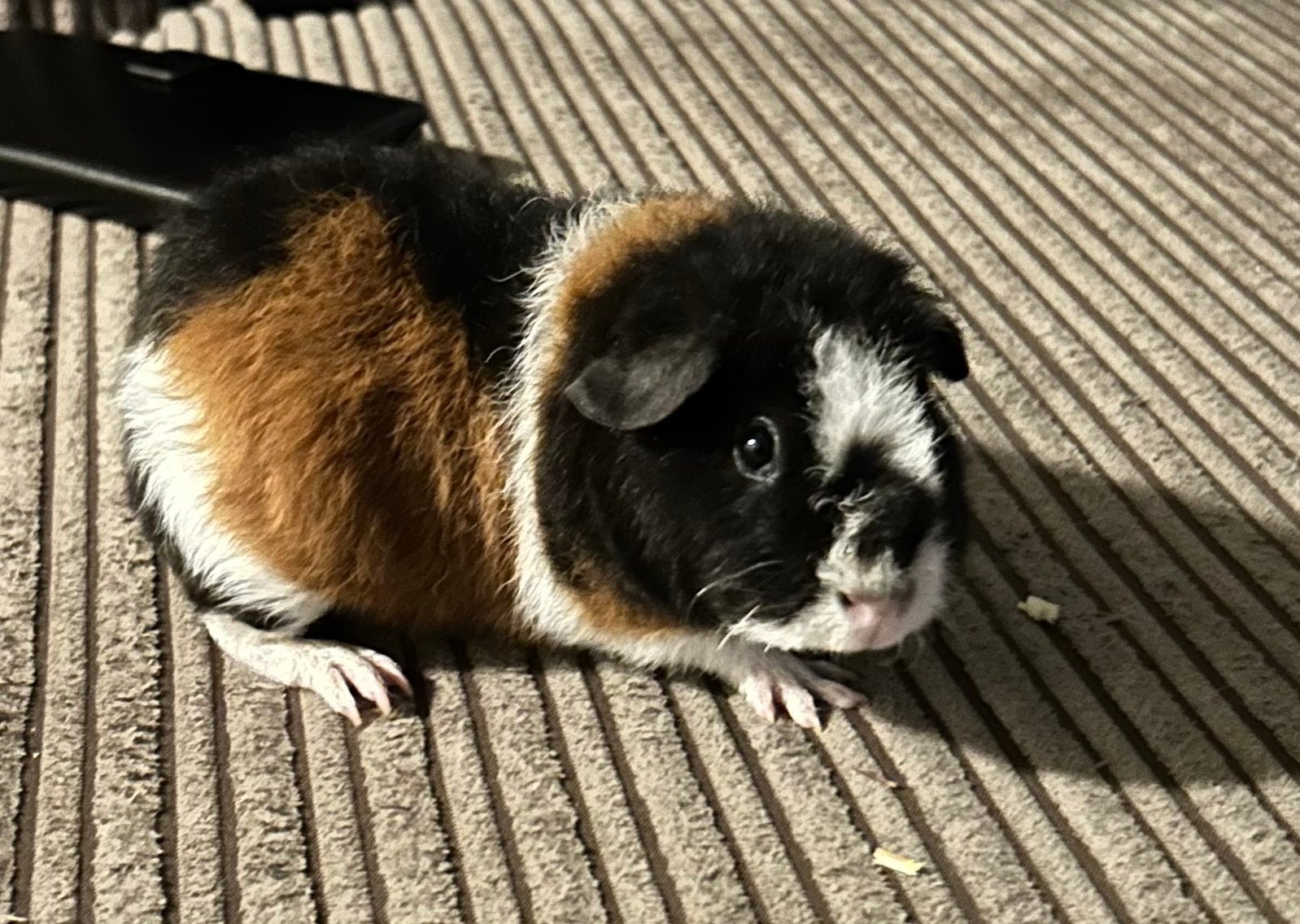 Zeer leuk en etg lief us teddy beertje, Dieren en Toebehoren, Cavia, Augustus, Mannelijk, Tam