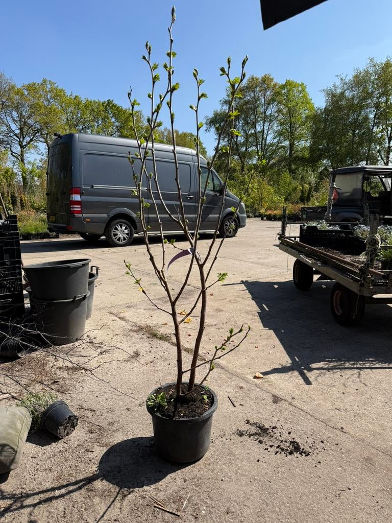 Moerbei struik 175 cm nigro komt net in het blad slechts 10, Ophalen, Lente, Overige soorten, Volle zon