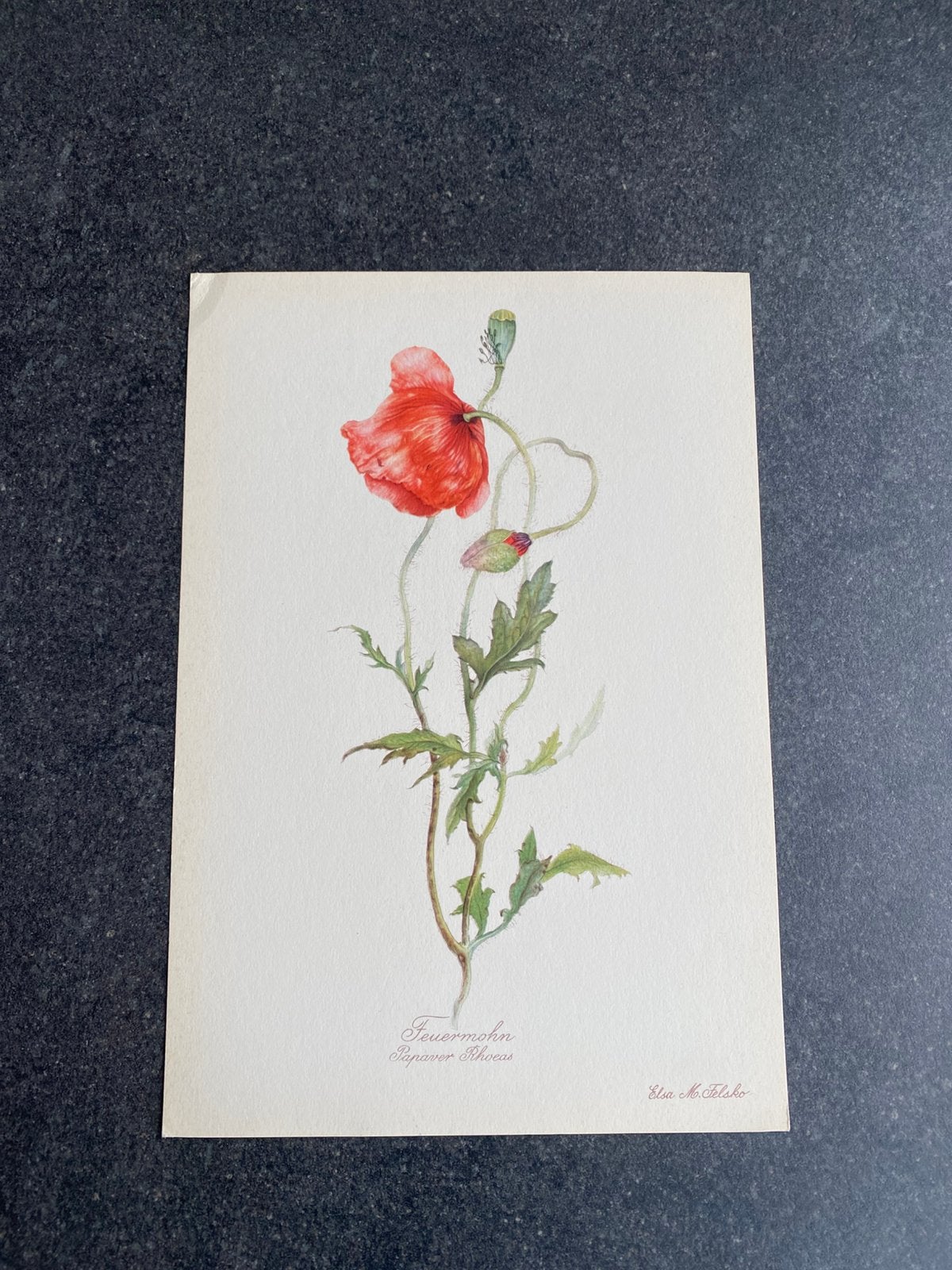 10 prenten planten 16,5x24 cm samen 18 euro oa kerstroos, Ophalen of Verzenden, Natuur en Biologie
