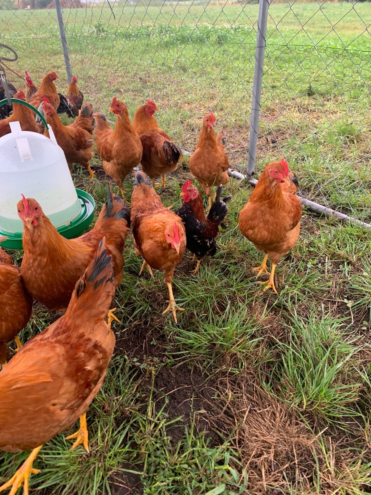 New hamphire.  Hanen, Dieren en Toebehoren, Pluimvee, Mannelijk, Kip