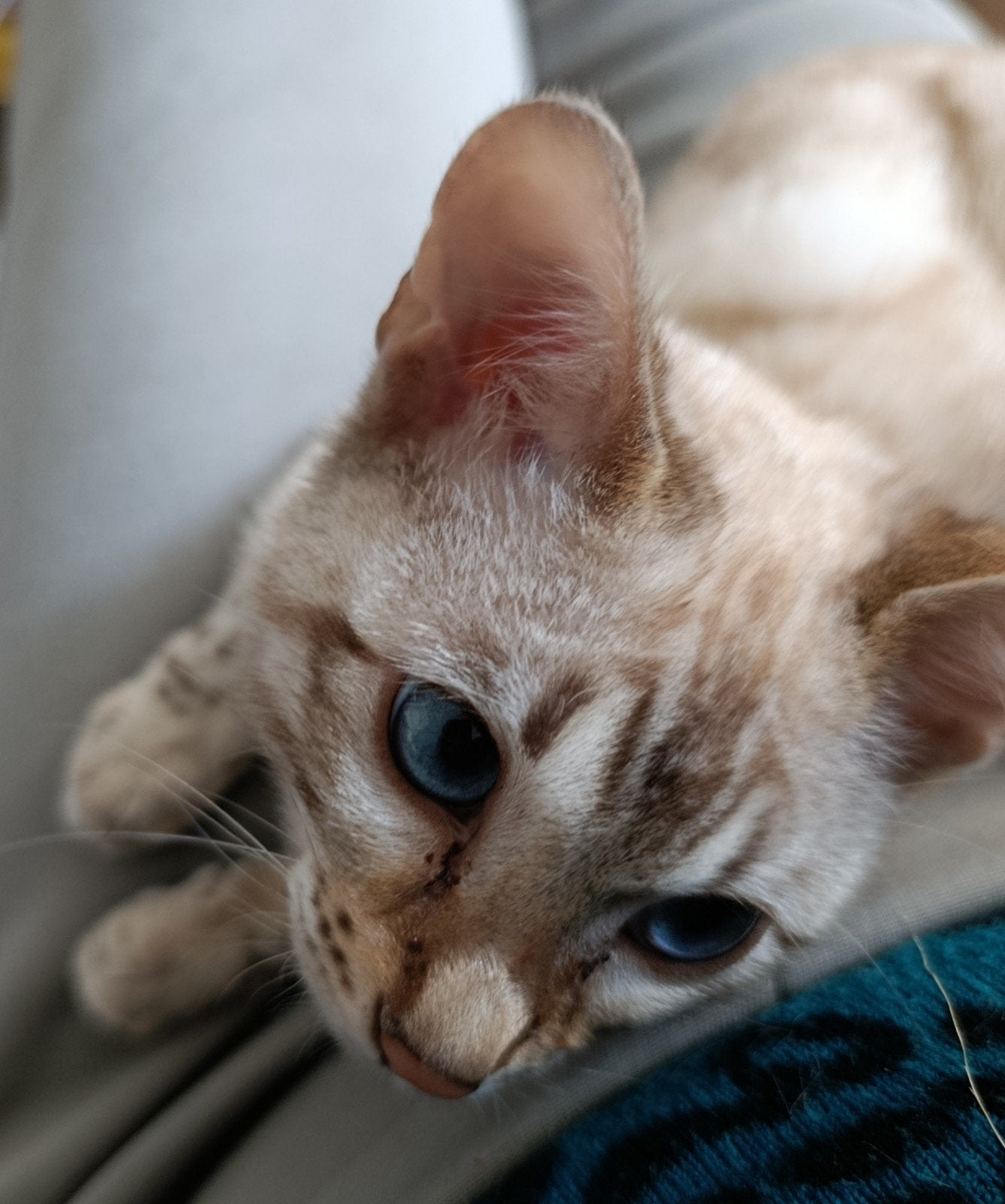 Sneeuw Bengaal kittens zijn klaar om te verhuizen, Dieren en Toebehoren, Meerdere dieren, Met stamboom